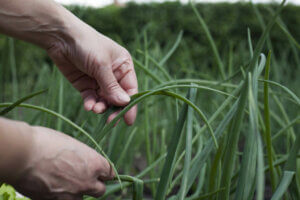 Hvad er agroøkologisk landbrug?