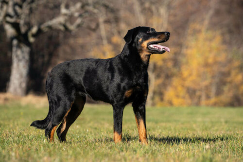 Beauceron er eksempel på gode racer til vagthunde
