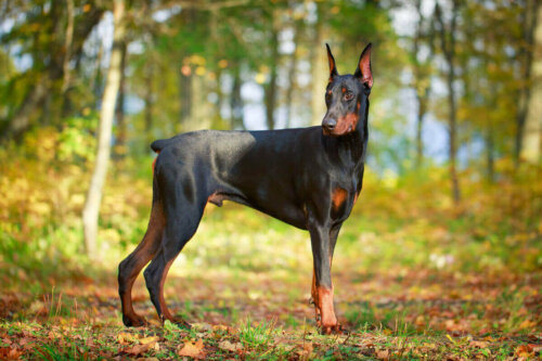 Dobermann i skov