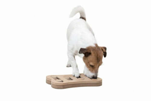 Mental stimulering for hunde: Et spørgsmål om leg