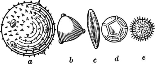 Eksempel på typer af pollen