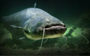 Ved du, om der findes fisk uden skæl?