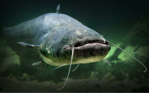 Ved du, om der findes fisk uden skæl?