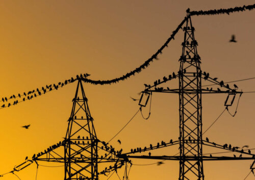 Fugle på elkabler