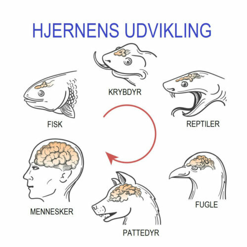 Hjernens udvikling hos forskellige arter kan få os til at spørge, om dyr har en bevidsthed