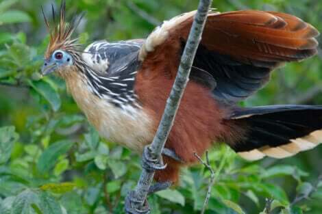 Hoatzin