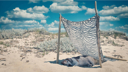 Hund ligger i skygge på strand for at undgå soleksem hos kæledyr