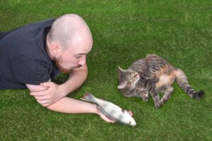 En kats sociale interaktion: 4 interessante fakta