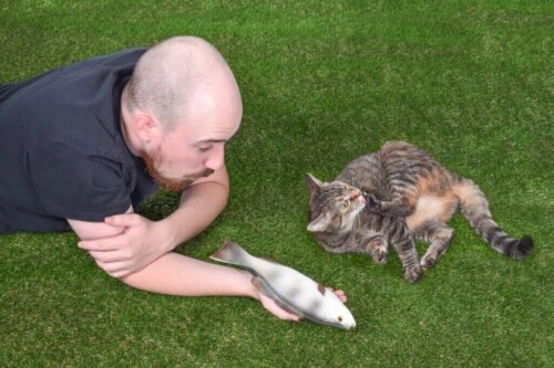 En kats sociale interaktion: 4 interessante fakta