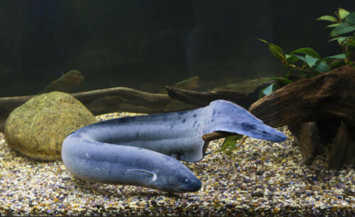 Ålelignende fisk i akvarie