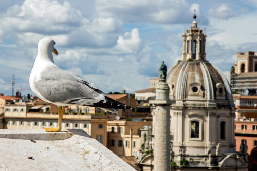 Måge i by lider under støjforurening
