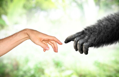 Lamarckisme i moderne tider: Evolutionsteorier