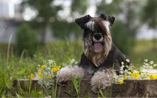 Dværgschnauzer