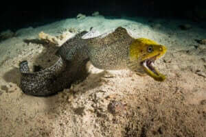 Moræneål med åben mund