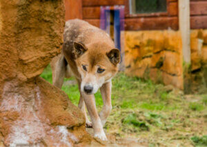 Syngende hund