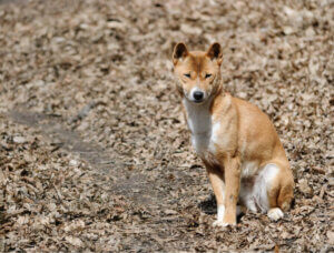 Syngende hund