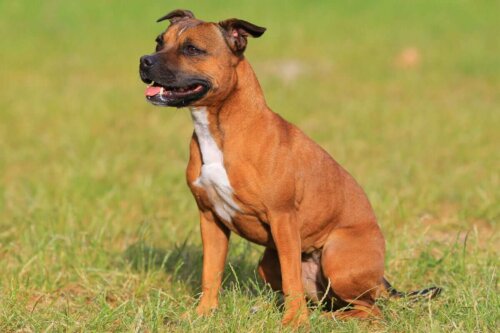 Staffordshire bull terrier
