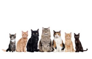 Hvor mange tamme katteracer findes der?