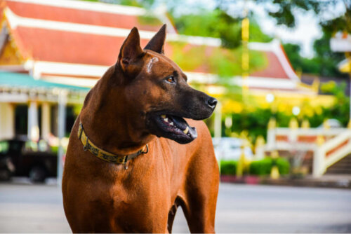 Thai ridgeback er gode racer til vagthunde
