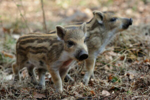 Domesticeret opdræt af vildsvin