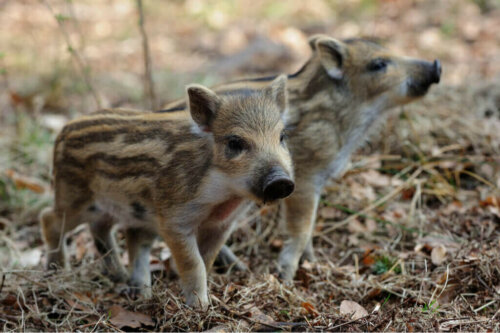 Domesticeret opdræt af vildsvin