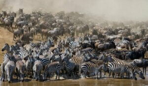 Læs alt om migrerende dyr