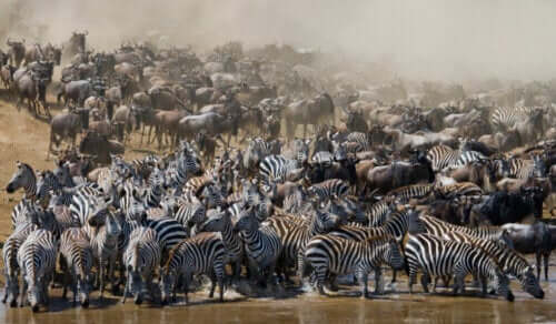 Læs alt om migrerende dyr