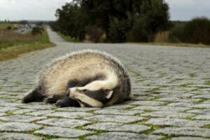 Økologiske fælder: Hvorfor er de et problem for dyr?