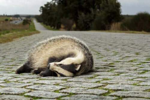 Økologiske fælder: Hvorfor er de et problem for dyr?