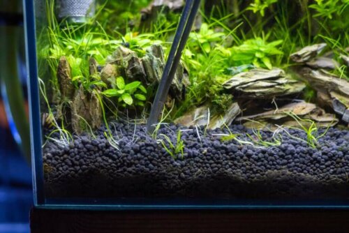 4 typer af underlag til akvarier