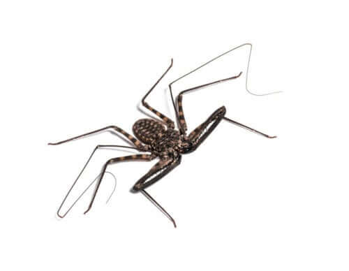 Pleje af amblypygider i fangenskab