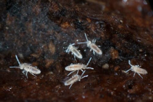 Hvordan hjælper springhaler med at rense terrarier?