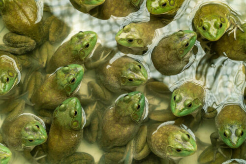 Amerikansk oksefrø samles i flok i vand