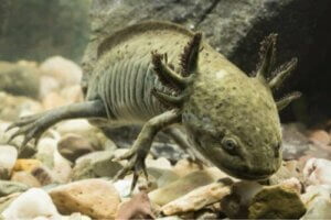 Sådan kan man nedkøle vandet i et akvarie til en axolotl