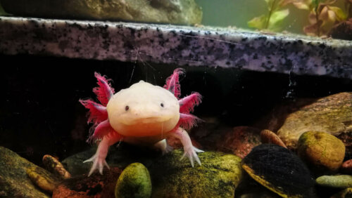 En axolotl