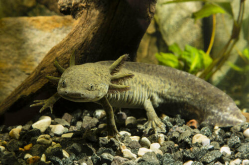 Eksempel på akvarie til en axolotl