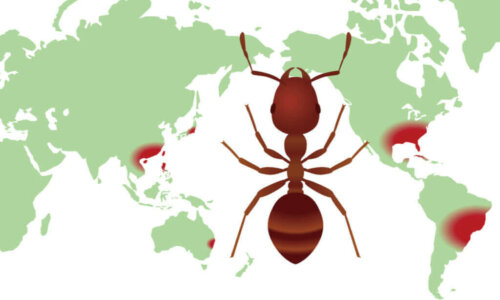 Hvad er distributionskort for biodiversitet?