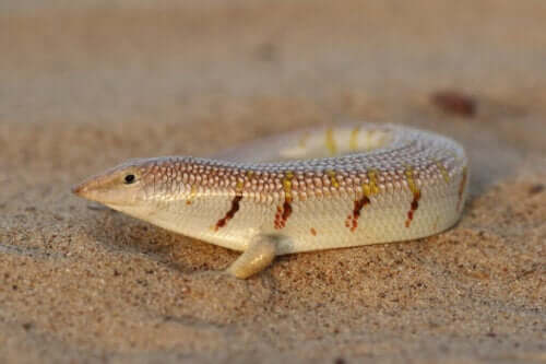 Pleje og opdræt af den almindelige sandfisk (Scincus scincus)