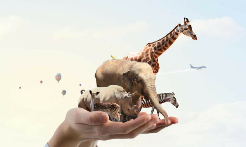 Forskellige dyr i menneskehænder