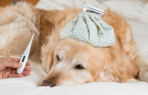 Hvad er symptomerne på feber hos hunde?
