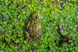 Tab af vådområder: Grunde og konsekvenser