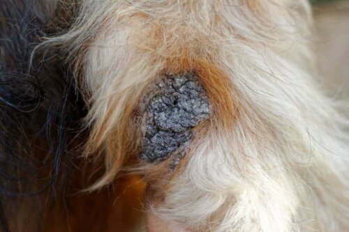 hund med sår