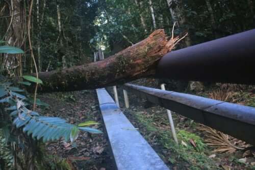 Skovrydning i jungle