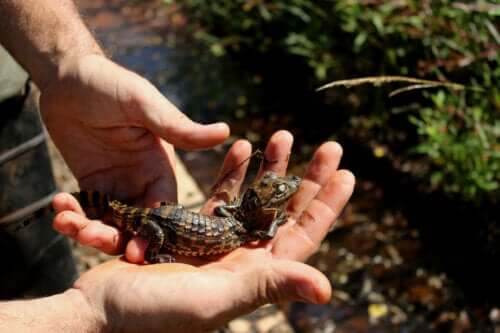 Brednæset kaiman unge