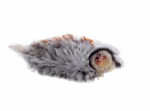 Megalopyge opercularis foran hvid baggrund