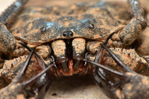Nærbillede af edderkop