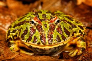 Alt om at holde en hornfrø som kæledyr