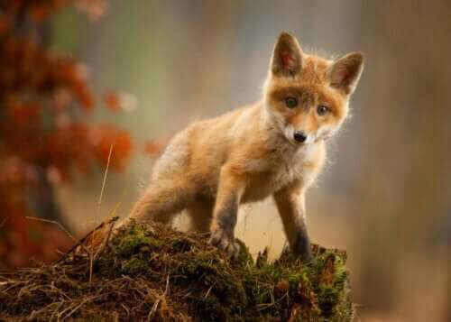 Jordens sjette masseudryddelse i Holocæn