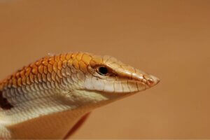 Den almindelige sandfisk