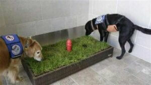 Der kommer flere og flere dyretoiletter i lufthavne